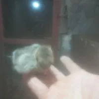 مرغو خروس لهستان  جوان