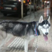 سگ...|سگ|بهبهان, |دیوار