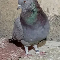 کفتر دهنجور