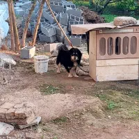 سگ پاکوتاه نر نگهبان واگذاری