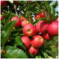 نیرو برای سیب چیدن در مراغه