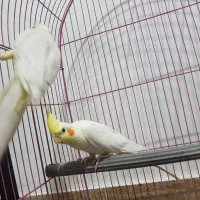 عروس هلندی|پرنده|قم, علی آباد سعدگان|دیوار