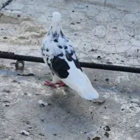 گم ‌شده|پرنده|پارس‌آباد, |دیوار