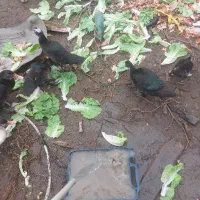 اردک اسراییلی وخروس|حیوانات مزرعه|رشت, پیرکلاچای|دیوار