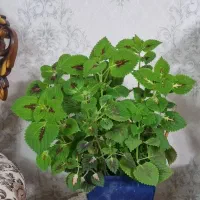 گل حسن یوسف