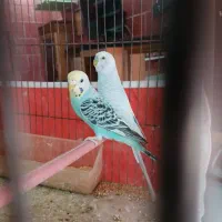 قناری و مرغ عشق|پرنده|اردبیل, |دیوار