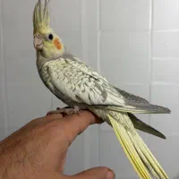 جوجه عروس هلندی ۲ ماهه