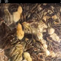 جوجه بلدرچین