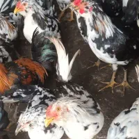 نیمچه‌گلین‌خروس|حیوانات مزرعه|رشت, پل تالشان|دیوار