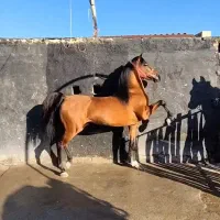 اسب عربی اصیل وزیبا