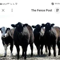 کارشناس دامداری