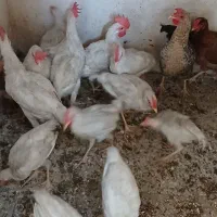 فروش کلشیر ۵ماهه