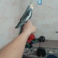 یزد|پرنده|یزد, |دیوار