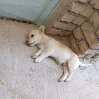 یک عدد سگ شیواوا