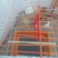 قفس پرنده