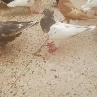 کفتر رنگه|پرنده|مشهد, خرمشهر|دیوار