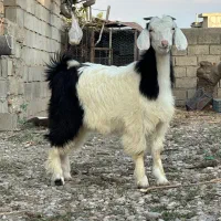 3راس بزغاله ماده دانه ای