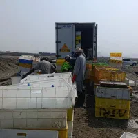 کار در پرورش میگو