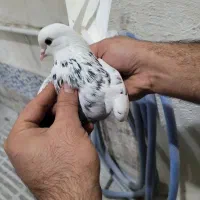 کبوترپرشی|پرنده|گرگان, |دیوار