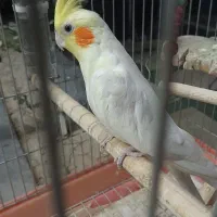 یک جفت عروس هلندی