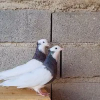 کبوتر طوقی|پرنده|سرپل ذهاب, |دیوار
