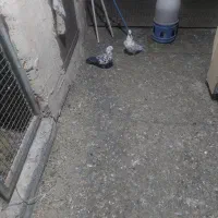 کبوتر|پرنده|بیرجند, |دیوار