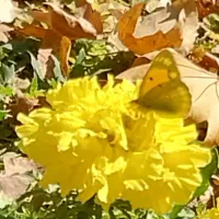 جشنواره گلهای داوودی