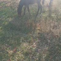 دایچه پنج ماهه|اسب و تجهیزات اسب‌سواری|اهر, |دیوار