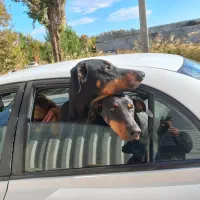 دوبرمن|سگ|زاویه, |دیوار