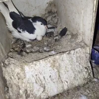 جفت چپ روتخم معاوضه|پرنده|کرمان, |دیوار