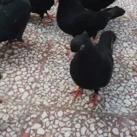 چشم نوک سفید آبادانی اصل صربستان واکسی