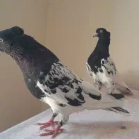 کفتر کله ۴۰ سانتی