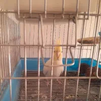 ی جفت عروس تخم گذار بشرط با قفس تمام وسایل