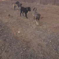 سگ سرابی|سگ|قرچک, داوود آباد|دیوار