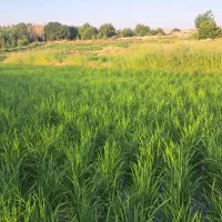 برنج راننده نیاز دارم