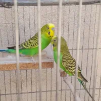 ۲ جفت مرغ عشق نر و ماده ودوعدد نر