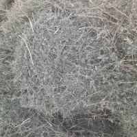 یونجه کاشت امسال دوم چین