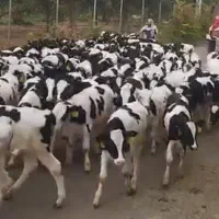 فروش 100راس گوساله نر سیمینتال وهلشتاین