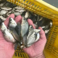 انواع ماهی زنده آمور کپور فتیفاک گرمابی