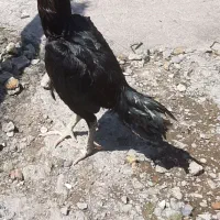 لاری مرغ و خروس