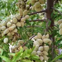 نهالستان مهندس زردادی مشهد، درخت ، نهال، گلخانه|گل و گیاه طبیعی|اصفهان, بهارستان (مخابرات)|دیوار