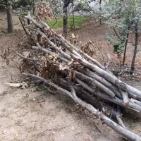 شاخه وتنه گردو