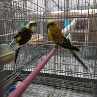 طوطی آوازه خوان|پرنده|جهرم, |دیوار