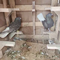 کفتر|پرنده|شیراز, نارنجستان|دیوار