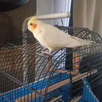 فروش عروس هلندی با قفس|پرنده|اصفهان, کوی شهید کشوری|دیوار