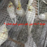 عروس هلندی ومرغ عشق همه  قید شده سوال نفرماید|پرنده|برازجان, |دیوار