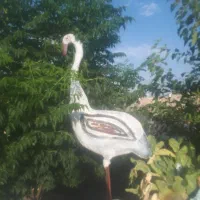 کبوتر بازی