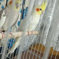 عروس هلندی جفت معاوضه