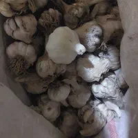 سیر
