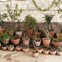 فروش گل یکجا به صورت توافقی